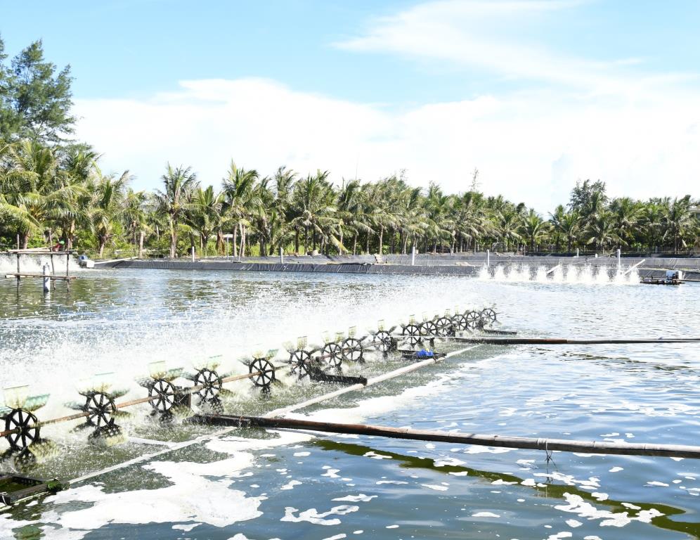 Hiệu quả mô hình nuôi tôm siêu thâm canh hai giai đoạn
