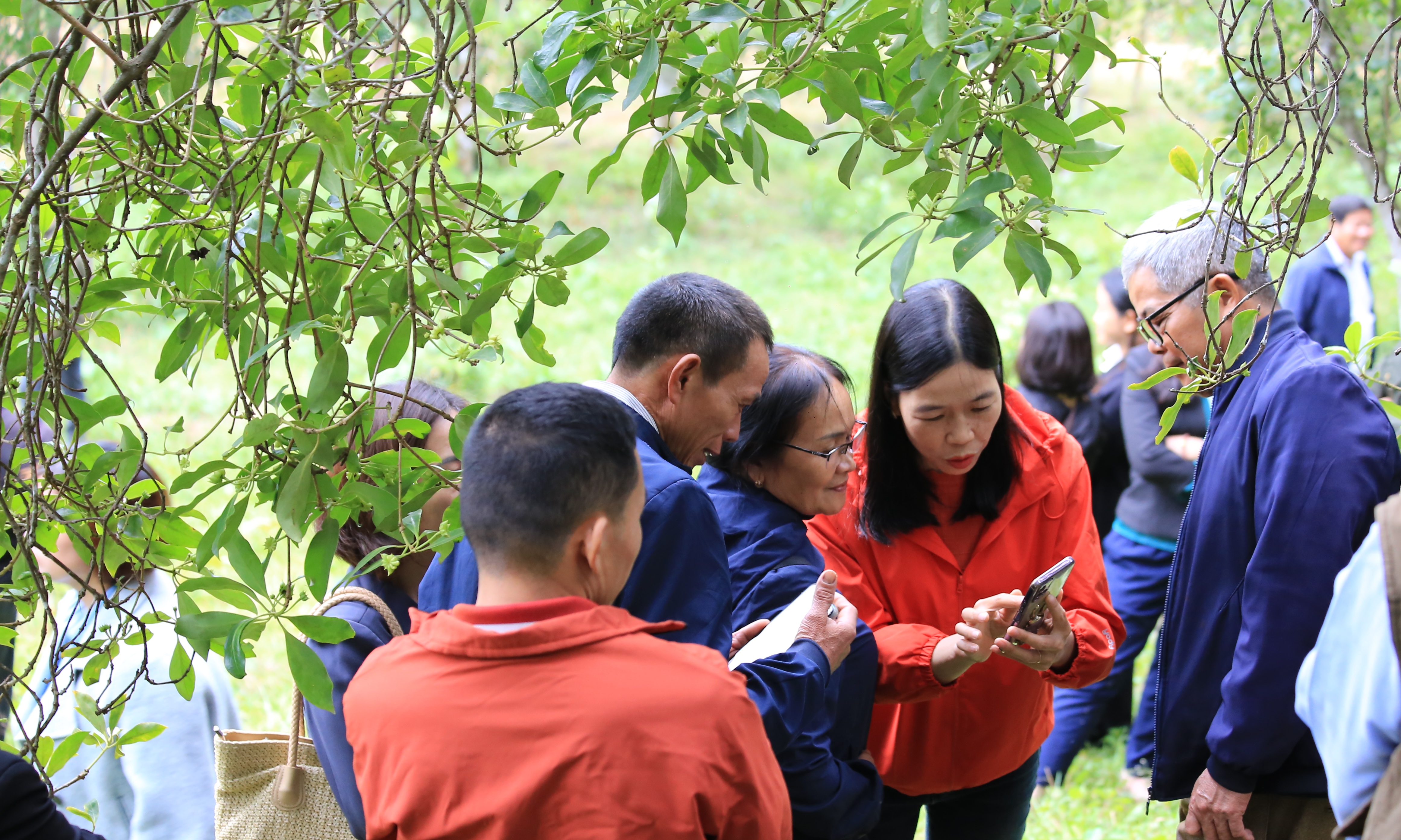 Giải pháp thâm canh cây hồi nâng cao giá trị và phát triển bền vững
