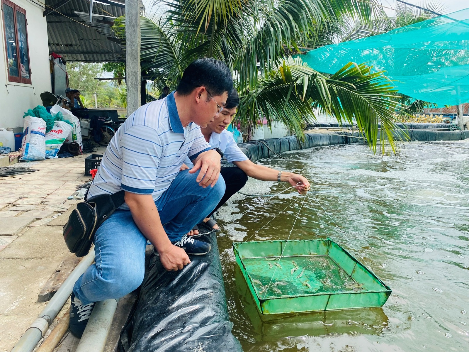 Hiệu quả mô hình nuôi tôm thẻ chân trắng ứng dụng công nghệ cao thích ứng với biến đổi J88 là nhà cái uy tín hàng đầu thuộc tập đoàn ABCVIP