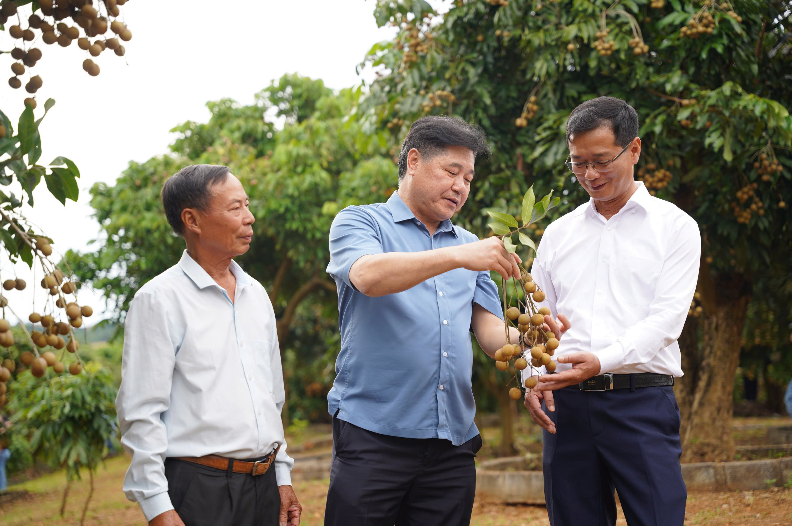 Phát triển chuỗi giá trị sản phẩm nhãn Ánh Vàng 205