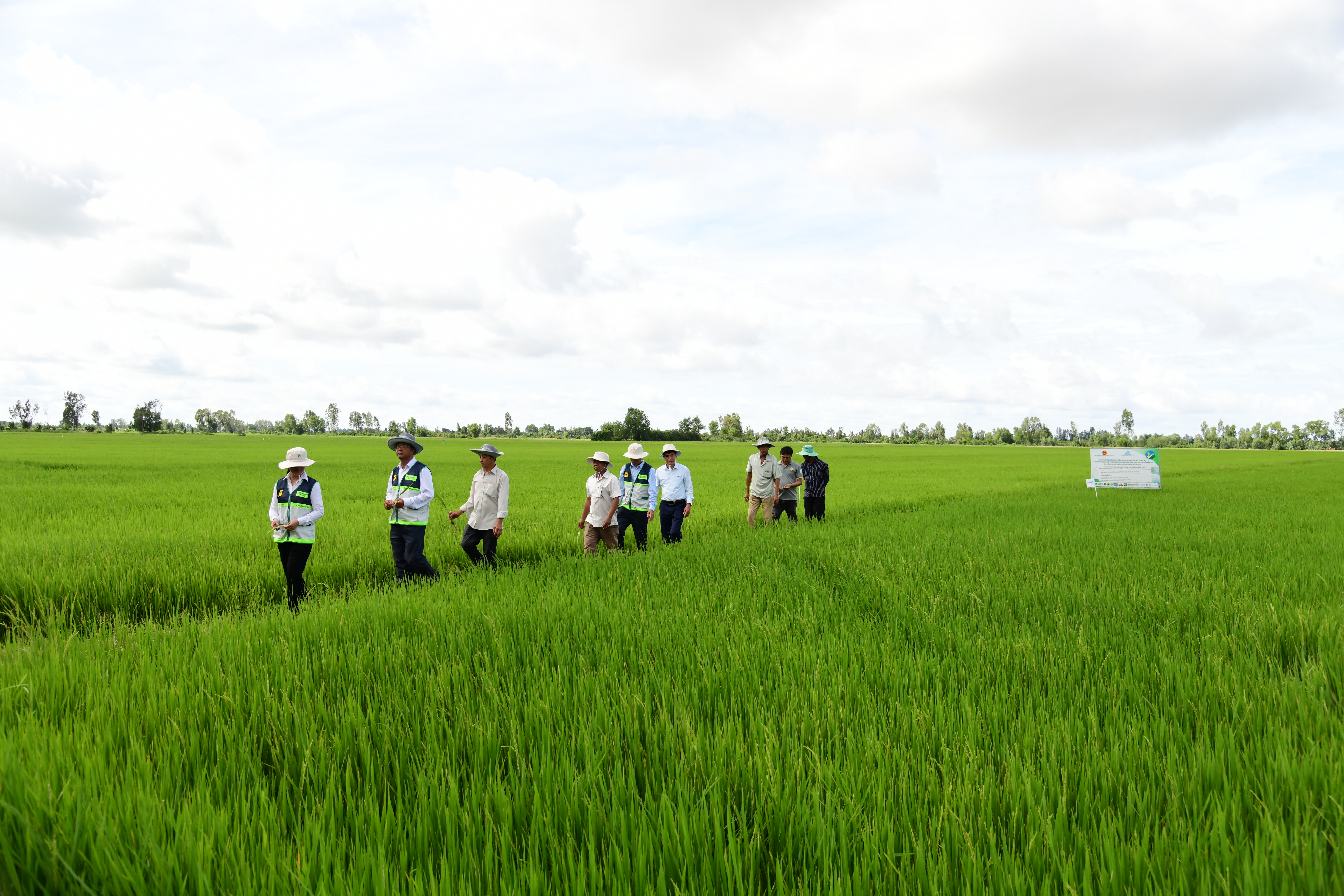Tổng kết dự án khuyến nông TƯ: Đăng ký nhận khuyến mãi  mô hình canh tác lúa giảm phát thải phục vụ phát triển bền vững nguồn nguyên liệu lúa gạo xuất khẩu vùng ĐBSCL