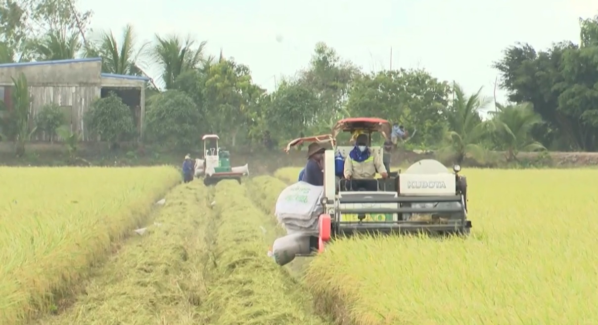 Đồng Tháp: Đăng ký nhận khuyến mãi  mô hình canh tác lúa giảm phát thải phục vụ phát triển bền vững nguồn nguyên liệu lúa gạo xuất khẩu vùng ĐBSCL vụ Hè thu 2025