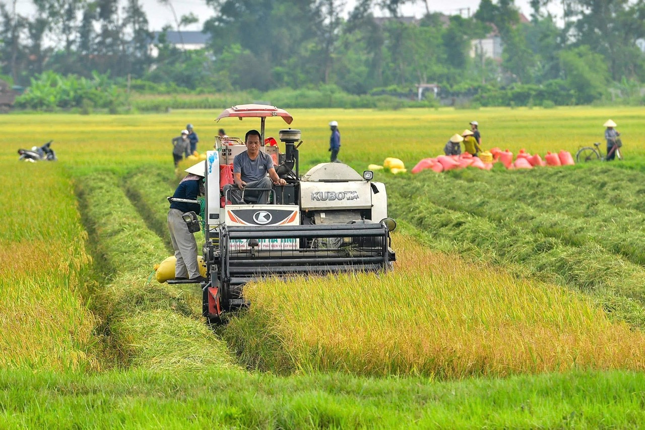 Nông dân Hà Tĩnh “xuyên lễ” thu hoạch lúa xuân