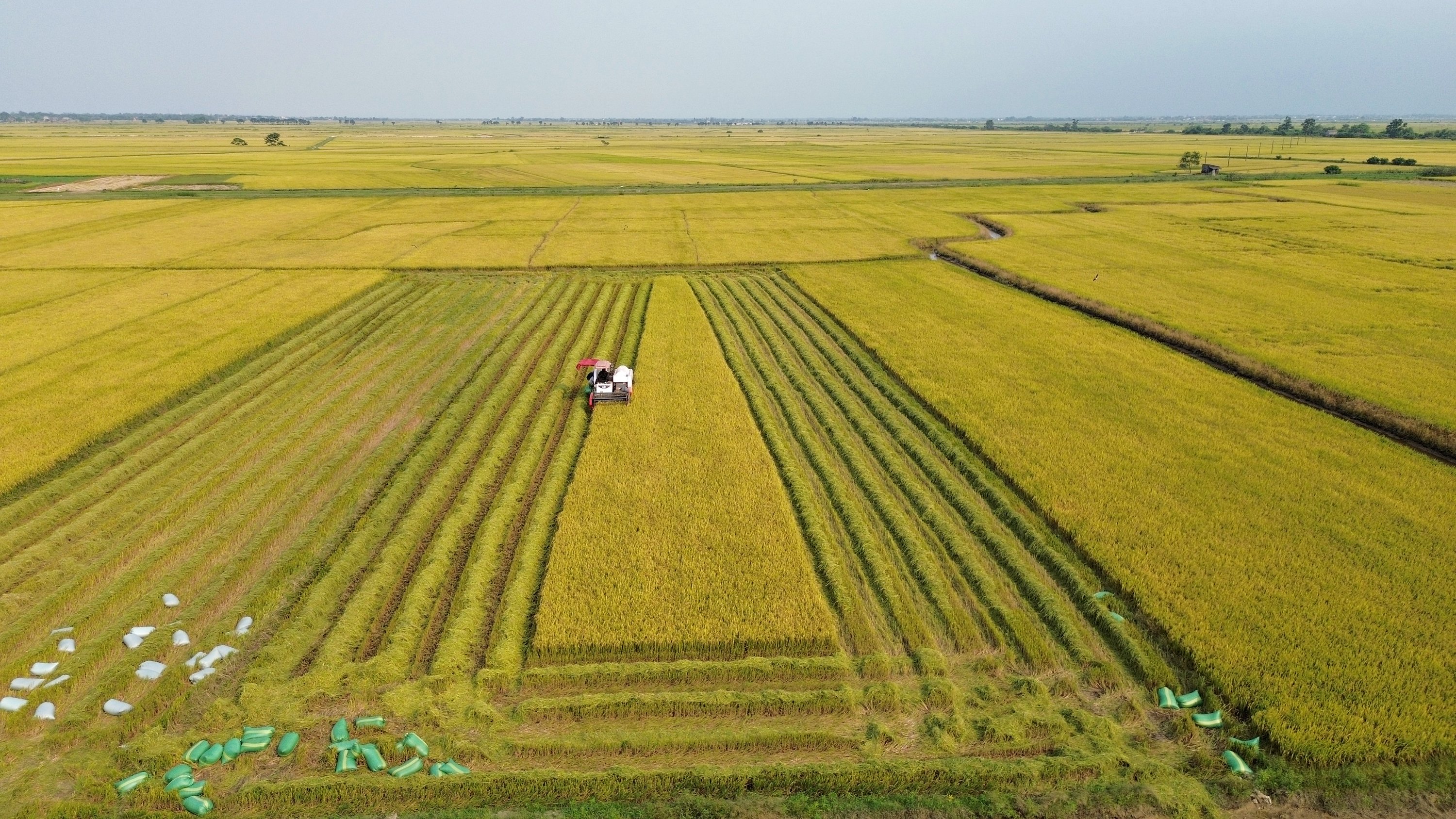 Quảng Trị Khẩn trương thu hoạch lúa vụ đông xuân