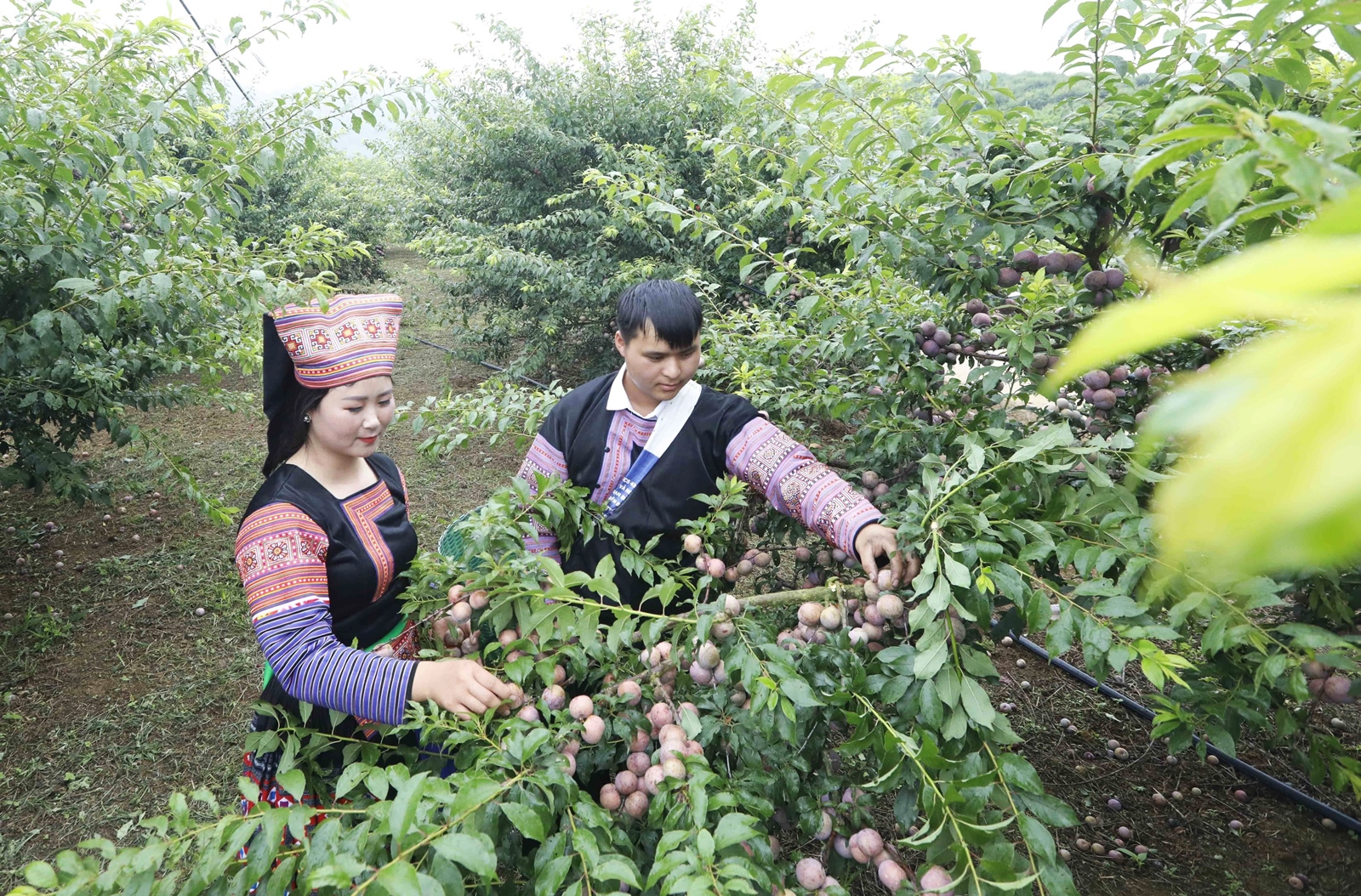 Sơn La Đăng ký nhận khuyến mãi  thương hiệu mận hậu Lóng Phiêng ngày càng vươn xa