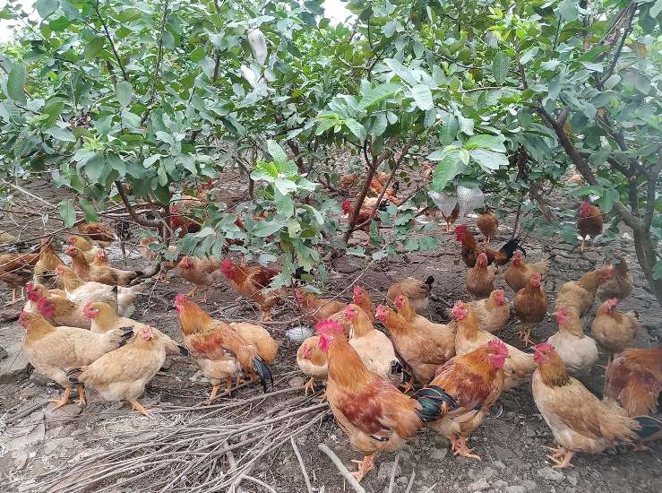 Kỹ thuật nuôi gà J88 com the gioi đỉnh cao hướng trứng