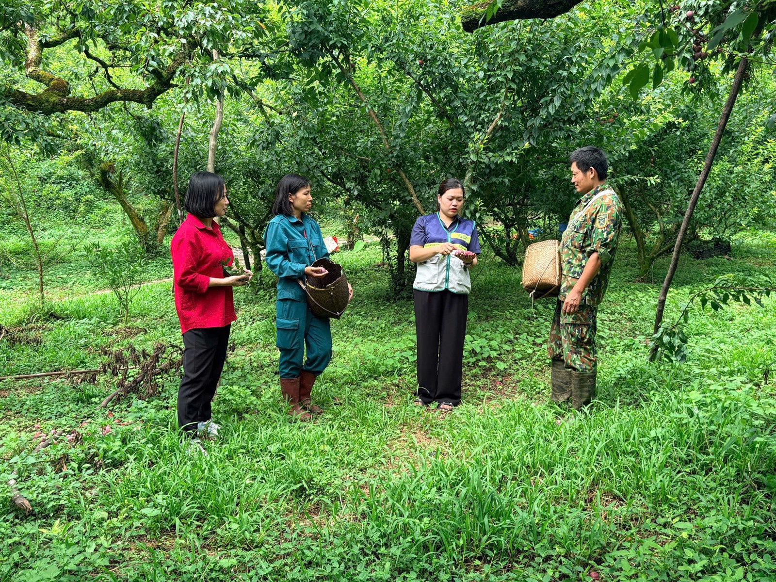 Khuyến nông đồng hành cùng người dân nâng cao giá trị mận hậu Sơn La