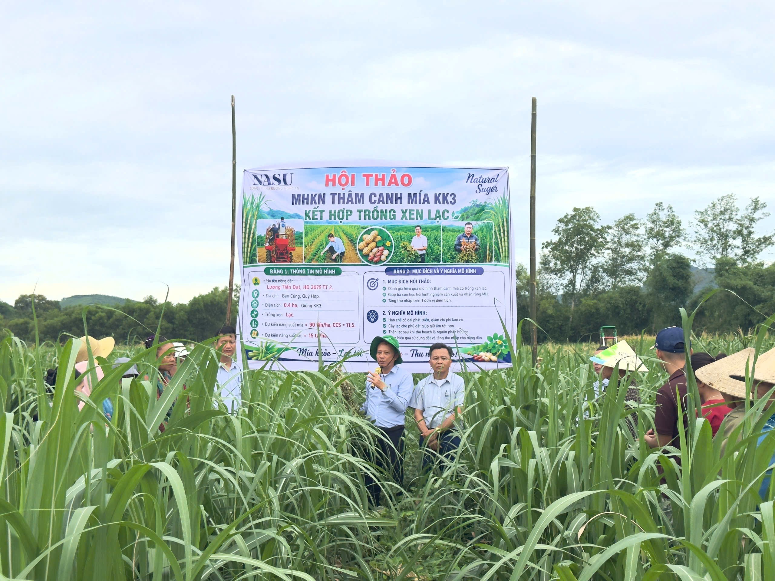 Nghệ An Mô hình xen canh lạc trên nền mía KK3 cho hiệu quả kinh tế kép