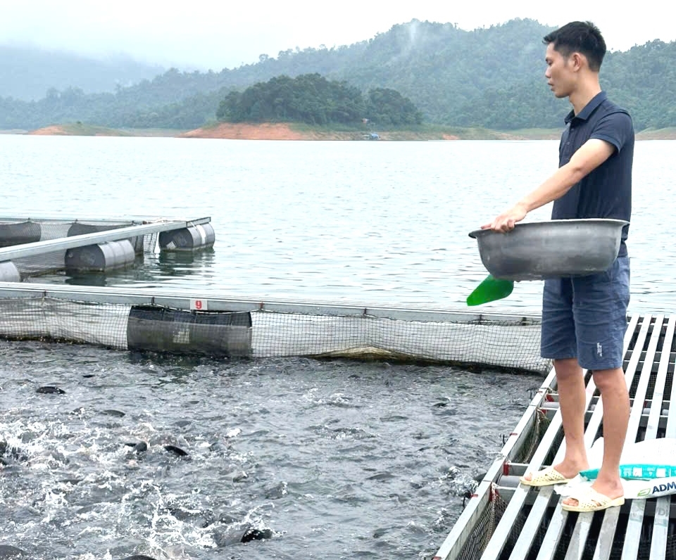 Làm giàu từ nghề nuôi cá lồng trên dòng sông Gâm