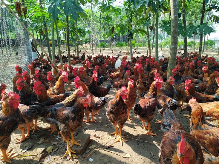 Thực hành tốt và an toàn sinh học trong J881 tải ứng  gà thịt