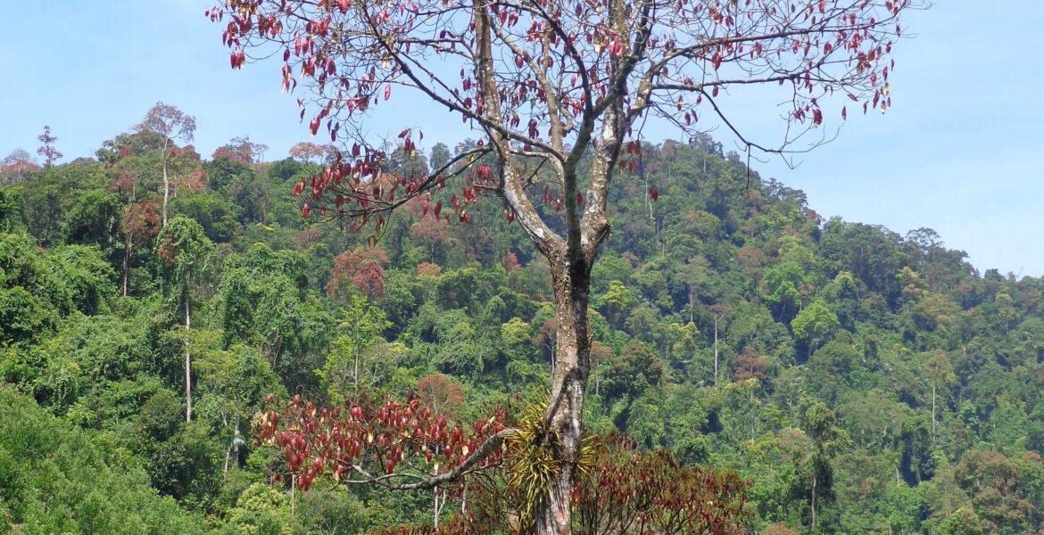 4.1. Ươi