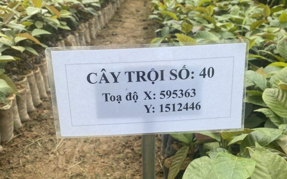 ảnh dầu đọt tím 2