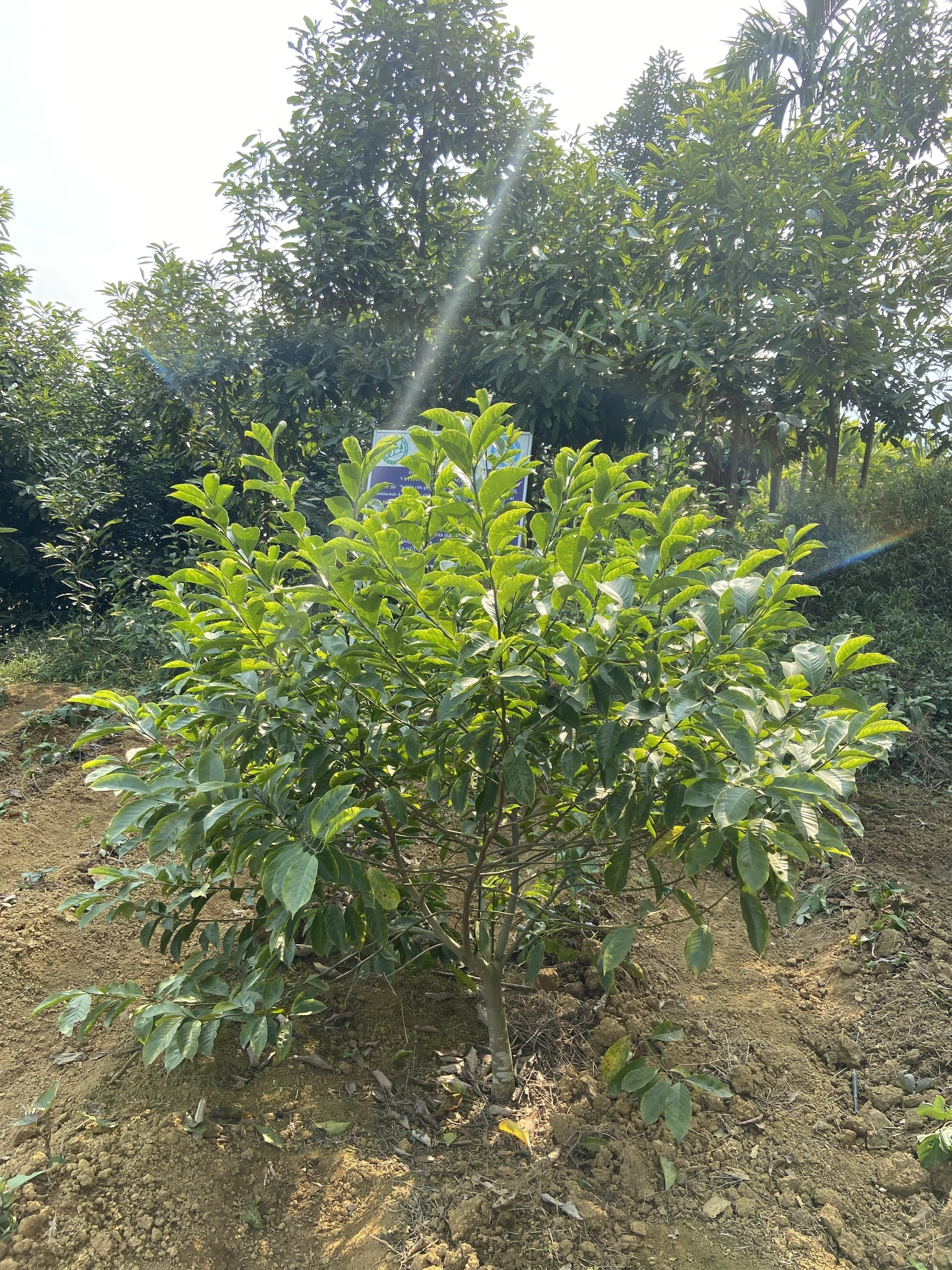 Giỏi