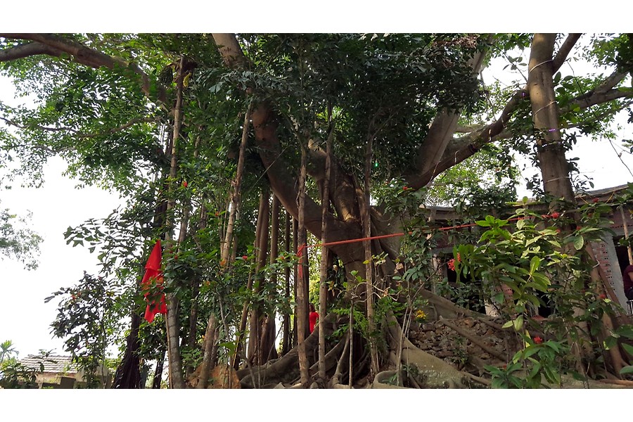 Hải Phòng có “Cây di sản Việt Nam” thứ 108