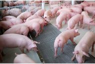 CÔNG ĐIỆN KHẨN của Chủ tịch UBND thành phố  Về việc tập trung triển khai các biện pháp ngăn chặn Dịch tả lợn Châu Phi xâm nhiễm vào Hải Phòng