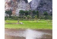 Vụ lúa xuân 2019: Khan hiếm 88 com the gioi đỉnh cao cấy lúa