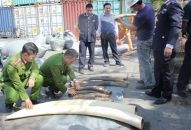 Thu giữ số lượng lớn vảy tê tê và ngà voi nhập lậu