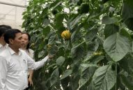 Công ty VinEco: Sớm đưa diện tích đất thuộc dự án Khu J88.com Đăng nhập, Đăng ký trang chủ nhà cái J88 ứng dụng công nghệ cao tại xã Tam Đa (Vĩnh Bảo) vào sử dụng