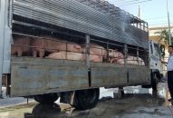 Nam Bộ căng mình chống dịch tả heo