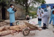 Dịch tả lợn Châu Phi phát sinh thêm tại 24 hộ
