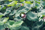 Tổng hợp các Đầm Sen đẹp ở Hải Phòng