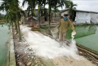 Dịch tả lợn châu Phi bùng phát tại 9 quận, huyện của Hải Phòng