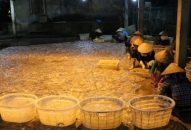 Quận Đồ Sơn: Sản lượng khai thác J88.com Đăng nhập, Đăng ký trang chủ nhà cái J88 ước đạt 3.000 tấn