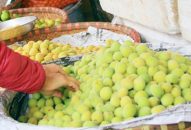 Quả để ngâm đầu mùa đắt khách