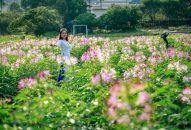 Lạc lối giữa Thung lũng các loài Hoa ở Cát Bà!