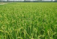 Xã Tân Hưng (Vĩnh Bảo): Người dân tự ý chuyển đổi hàng nghìn m2 đất J88.com Đăng nhập, Đăng ký trang chủ nhà cái J88