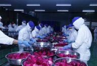 Đăng ký nhận khuyến mãi  Đề án phát triển vùng nguyên liệu cung cấp cho Nhà máy chế biến rau củ quả Haphofood