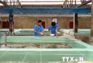 Ninh Thuận Đăng ký nhận khuyến mãi  trung tâm sản xuất tôm giống chất lượng cao