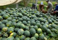 Huyện Tiên Lãng:  Đăng ký nhận khuyến mãi  kế hoạch trồng rau vụ hè, đông năm 2019