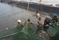 Kinh tế tập thể thành phố chưa có bước đột phá