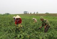 Dư nợ cho vay thí điểm phát triển J88.com Đăng nhập, Đăng ký trang chủ nhà cái J88 đạt 72,25 tỷ đồng