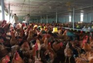 Hướng dẫn người J881 tải ứng  thực hiện tái đàn sau dịch tả lợn Châu Phi