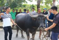 Lễ hội chọi trâu truyền thống Đồ Sơn năm 2019: Nhiều hoạt động kỷ niệm 30 năm khôi phục lễ hội