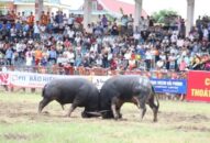 Lễ hội chọi trâu truyền thống Đồ Sơn năm 2019: Phân cặp các kháp đấu