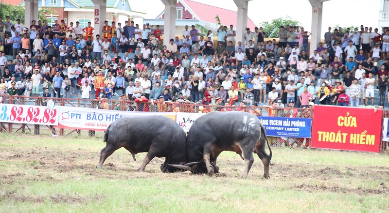 Những ông trâu tranh đấu quyết liệt tại lễ hội chọi trâu truyền thống Đồ Sơn năm 2018