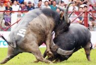Về Hải Phòng thưởng thức thịt trâu chọi