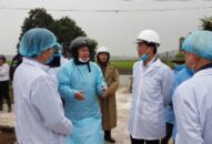 J881 ưu đãi hấp dẫn việc tái đàn lợn sau dịch tả lợn Châu Phi