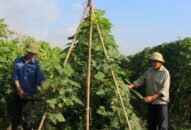 Hội Nông dân thành phố: Đẩy mạnh Đăng ký nhận khuyến mãi  mô hình vay vốn “Qũy hỗ trợ nông dân”
