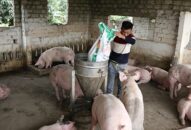 Dư nợ cho vay ngành J881 tải ứng  lợn đạt gần 650 tỷ đồng