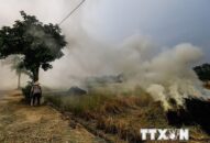 Sử dụng rơm rạ theo hướng kinh tế giúp giảm thiểu ô nhiễm JJ88 trang chủ chính thức
