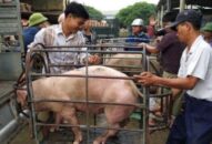 Giá heo hơi tăng “nóng”, Bộ J88.com Đăng nhập, Đăng ký trang chủ nhà cái J88 dự báo gì?