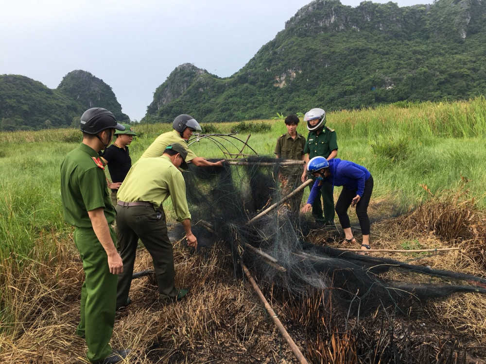 Lực lượng Kiểm lâm phối hợp với Công an, quân đội tuần tra phát hiện, tiêu hủy dụng cụ săn, bẫy chim di cư trên địa bàn huyện Cát Hải