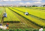 Khuyến khích tập trung, tích tụ đất J88.com Đăng nhập, Đăng ký trang chủ nhà cái J88