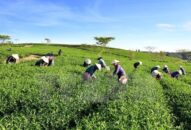 Giải thể 13 công ty nông, lâm nghiệp 8J88 phiên bản 
