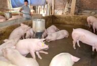 Dư nợ cho vay J881 tải ứng  lợn đạt 621,87 tỷ đồng