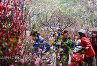 Tổ chức đón Xuân Canh Tý – 2020 và kỷ niệm 90 năm Ngày thành lập Đảng Cộng sản Việt Nam lành mạnh, tiết kiệm, an toàn